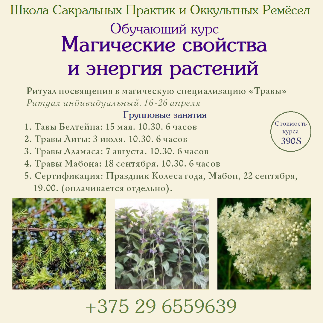 магические свойства и энергия растений травы, растения